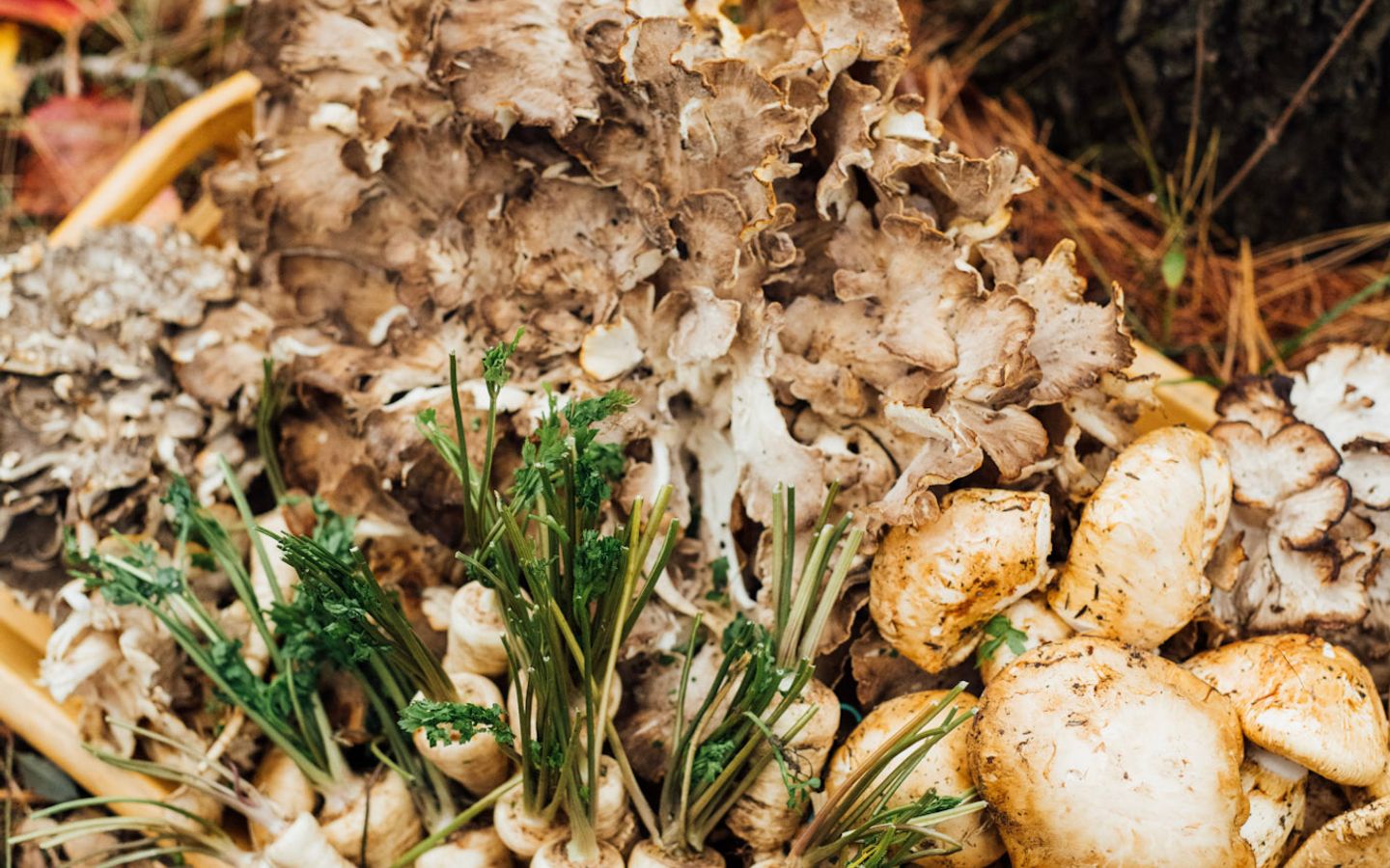 Panais champignons Le Hatley Manoir Hovey